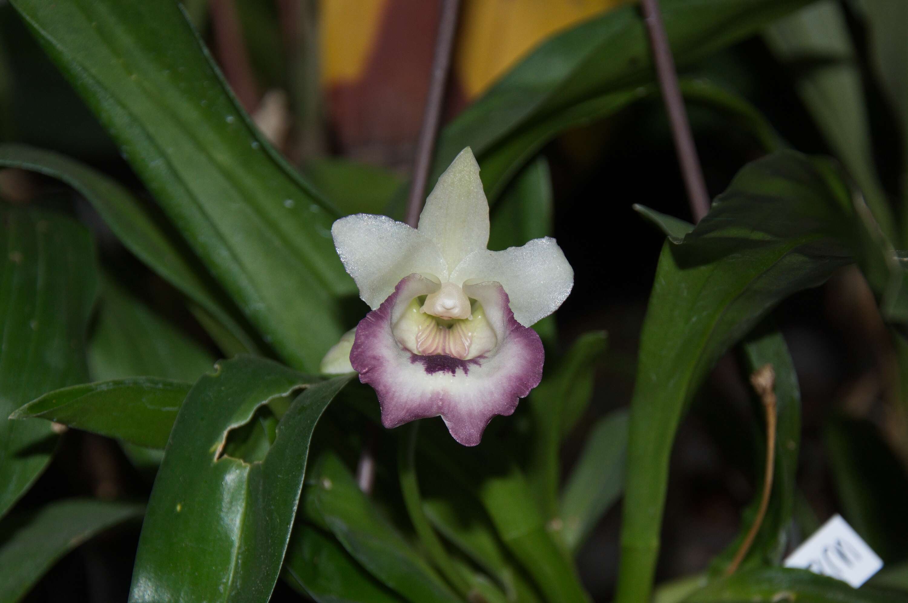 Imagem de Warczewiczella marginata Rchb. fil.