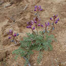 Imagem de Astragalus desperatus var. neeseae R. C. Barneby