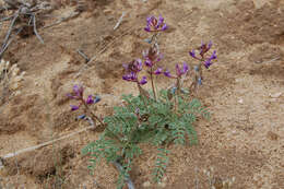 Imagem de Astragalus desperatus var. neeseae R. C. Barneby