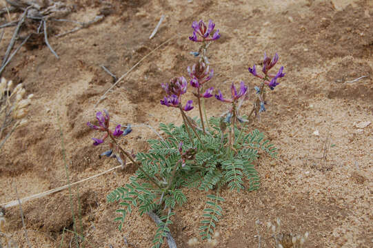 Image of Elizabeth's milkvetch