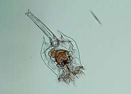 Sivun Brachionus quadridentatus Hermann 1783 kuva