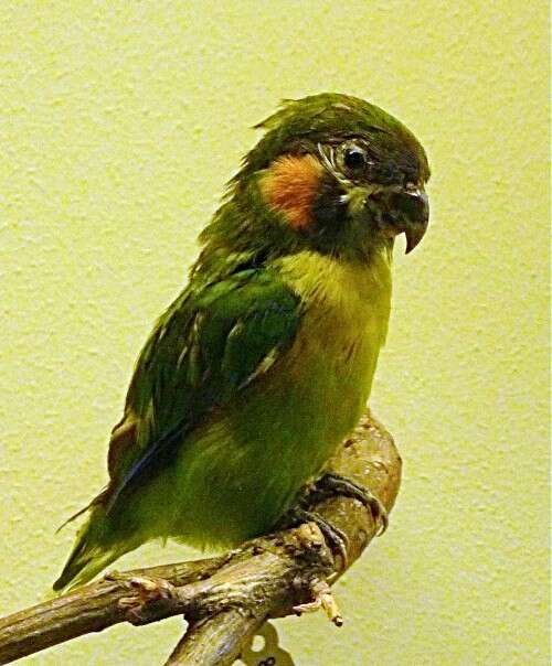 Image of Blue-fronted Fig-parrot