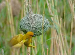 Image of African Golden Weaver