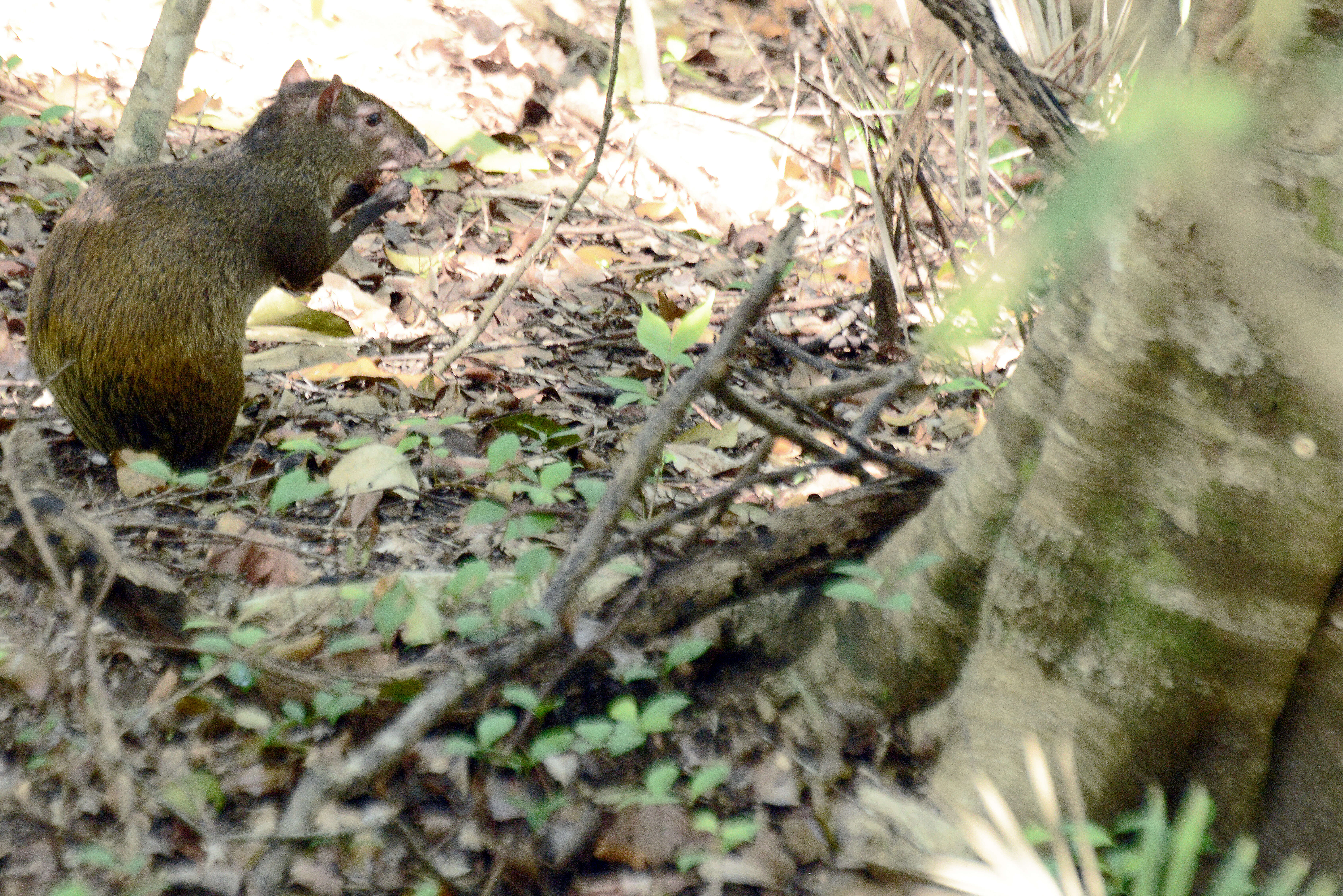 Image of Central American Agouti