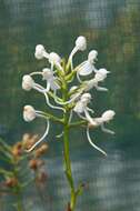 Image de Platanthera blephariglottis (Willd.) Lindl.