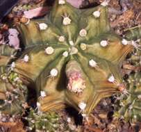 Plancia ëd Gymnocalycium mihanovichii (Fric & Gürke) Britton & Rose