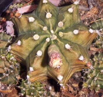 Plancia ëd Gymnocalycium mihanovichii (Fric & Gürke) Britton & Rose