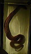 Image of Elephant Trunk Snake