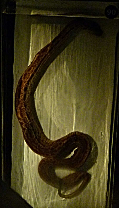 Image of Elephant Trunk Snake