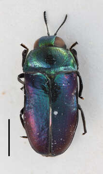 Image of Callimicra