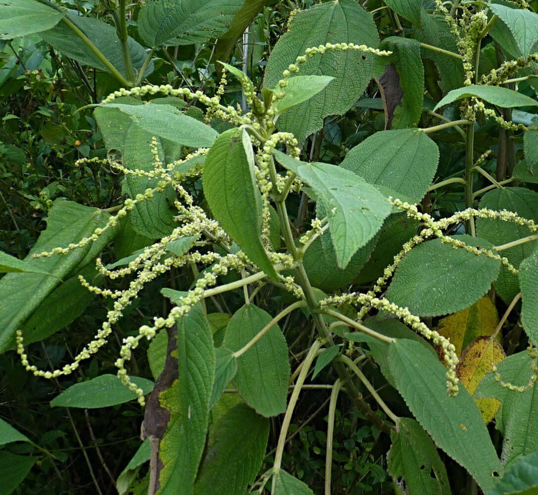 Image of Boehmeria caudata Sw.