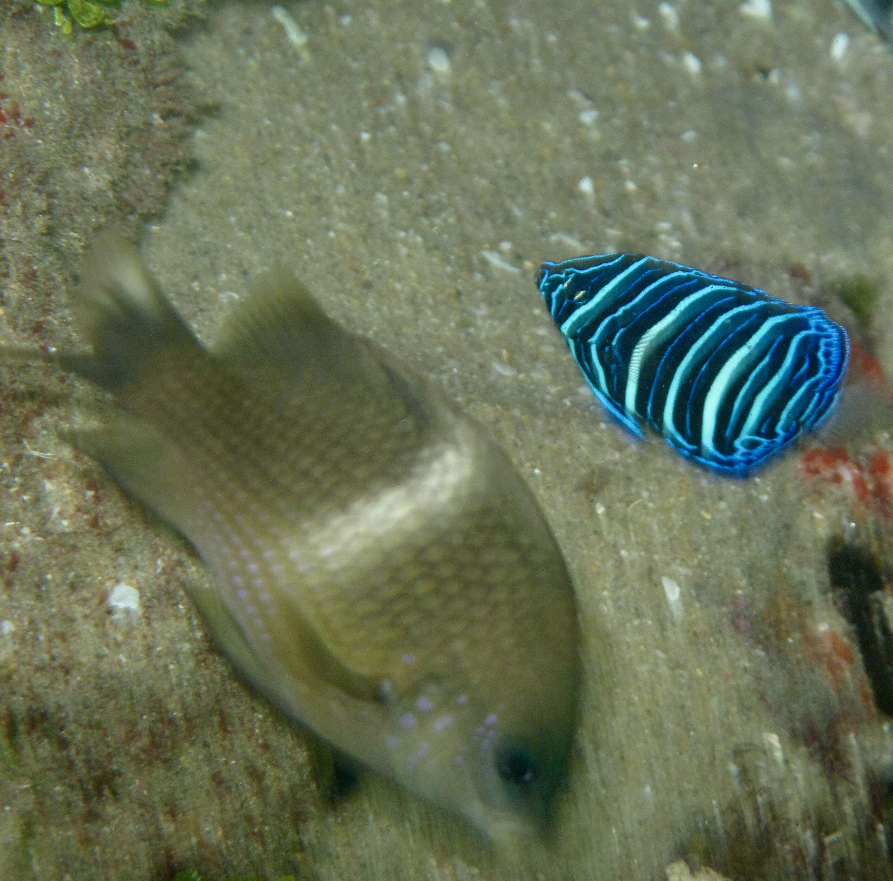 صورة Pomacanthus semicirculatus (Cuvier 1831)