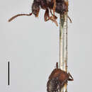 Image of Aleochara (Xenochara) moesta Gravenhorst 1802