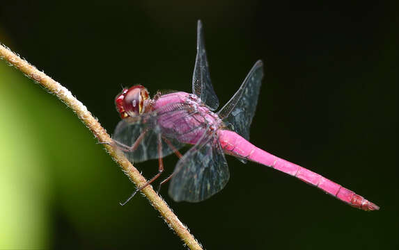 Image of Carmine Skimmer