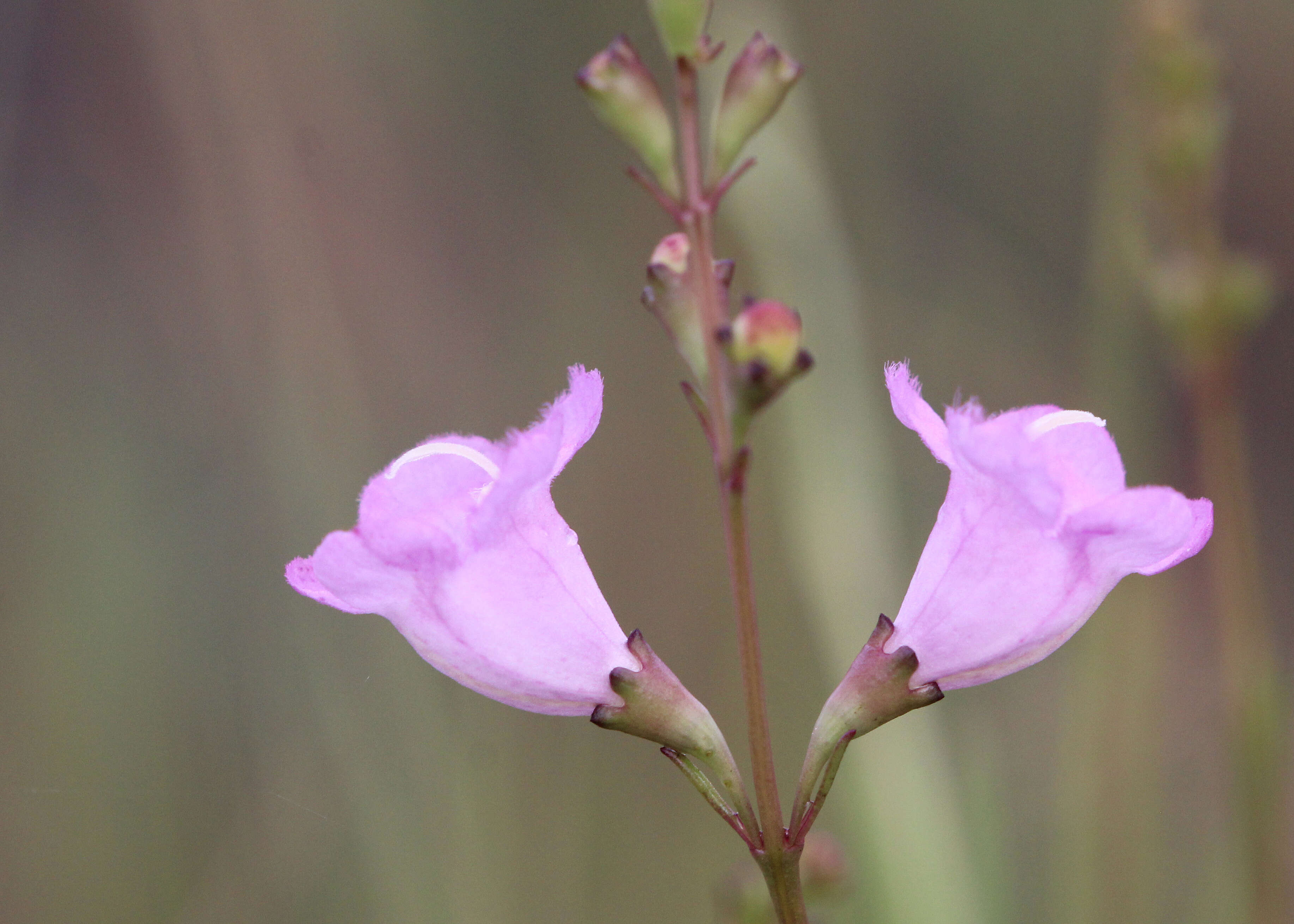 Image of saltmarsh false foxglove