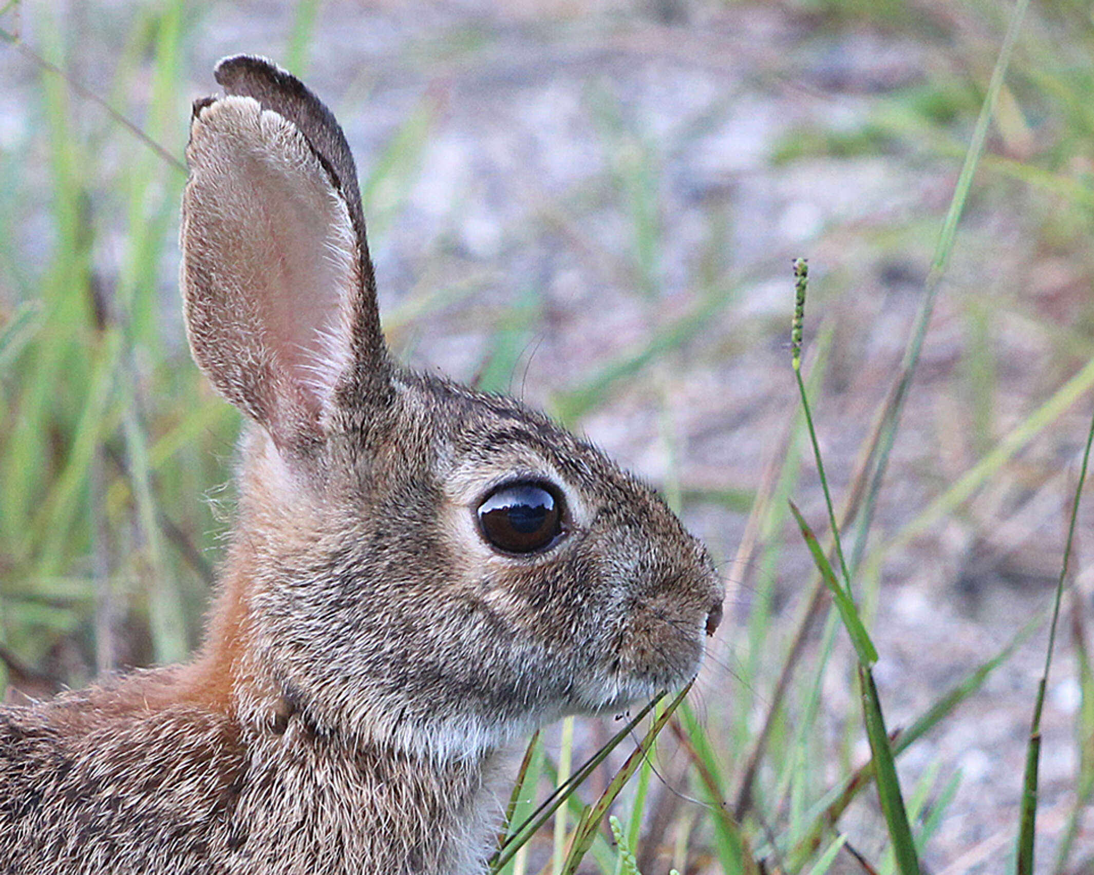 Imagem de Sylvilagus floridanus (J. A. Allen 1890)