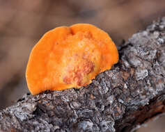 Image of Trametes coccinea (Fr.) Hai J. Li & S. H. He 2014