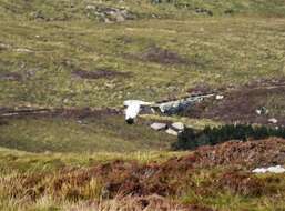 Image of Hen Harrier