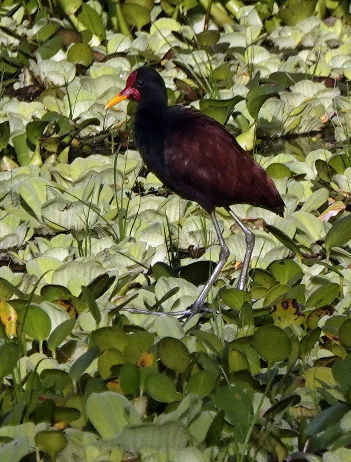 Image of Wattled Jacana