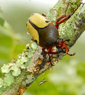 Image of Eudicella smithii (MacLeay 1838)