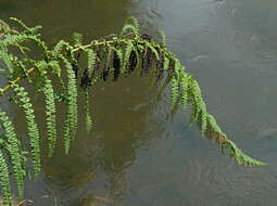 Image of Coriaria ruscifolia L.