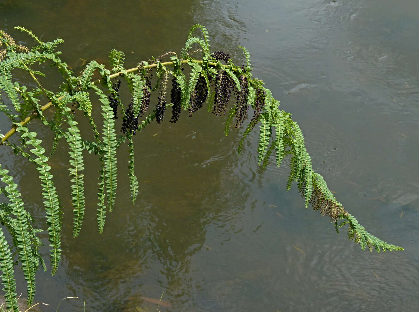 Image of Coriaria ruscifolia L.