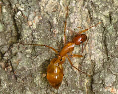 Image de Camponotus americanus Mayr 1862