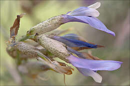 Sivun Astragalus muelleri Steudel & Hochst. kuva