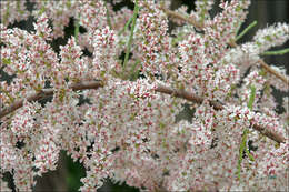 Image of Tamarix dalmatica Baum