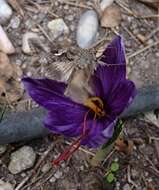 Image of autumn crocus