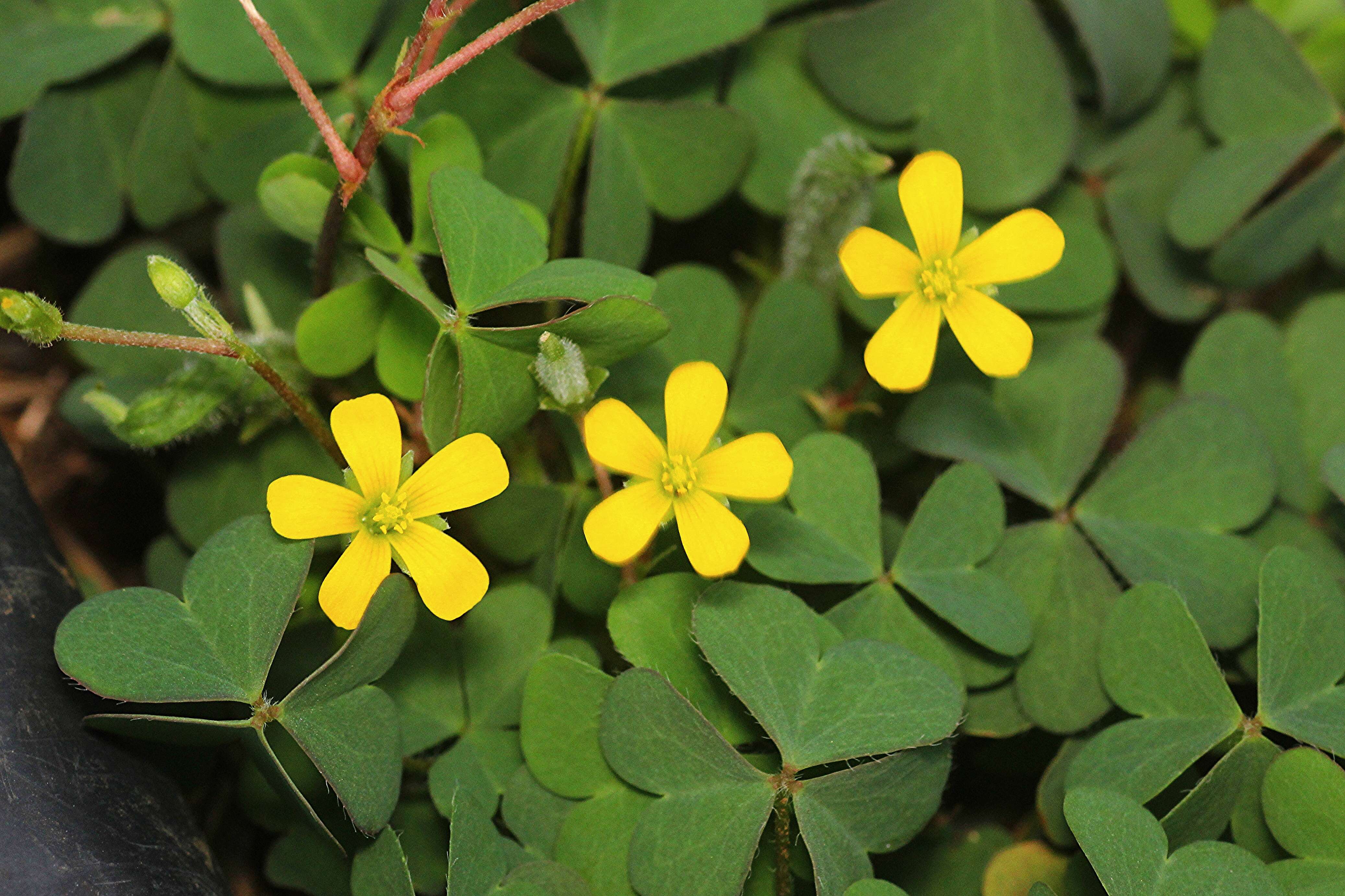 Image of creeping woodsorrel