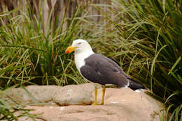 Image of Larus pacificus georgii King & PP 1826