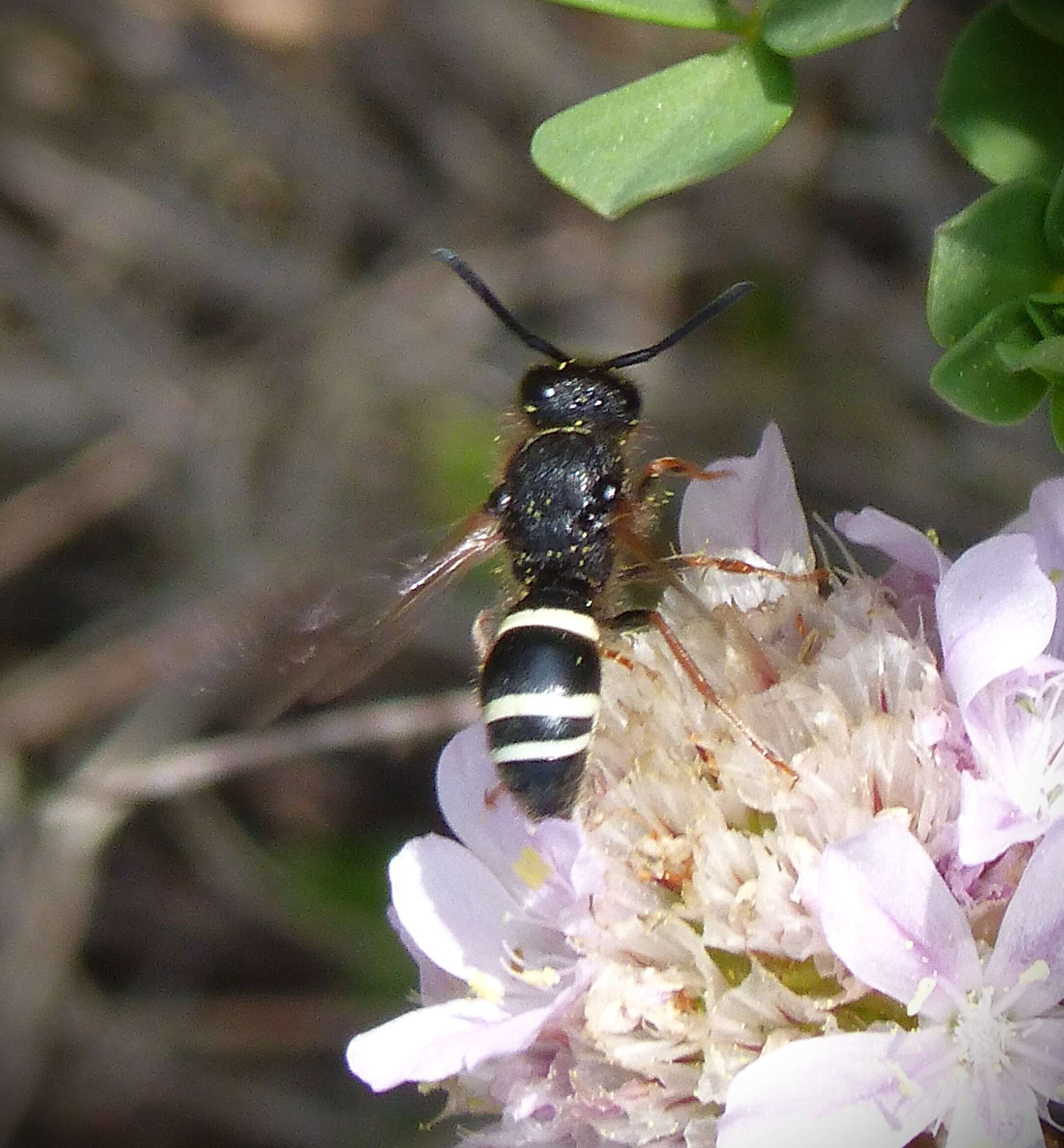 Sivun Ancistrocerus scoticus (Curtis 1826) kuva