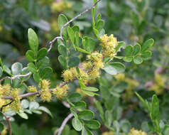 Image de Zanthoxylum fagara (L.) Sarg.