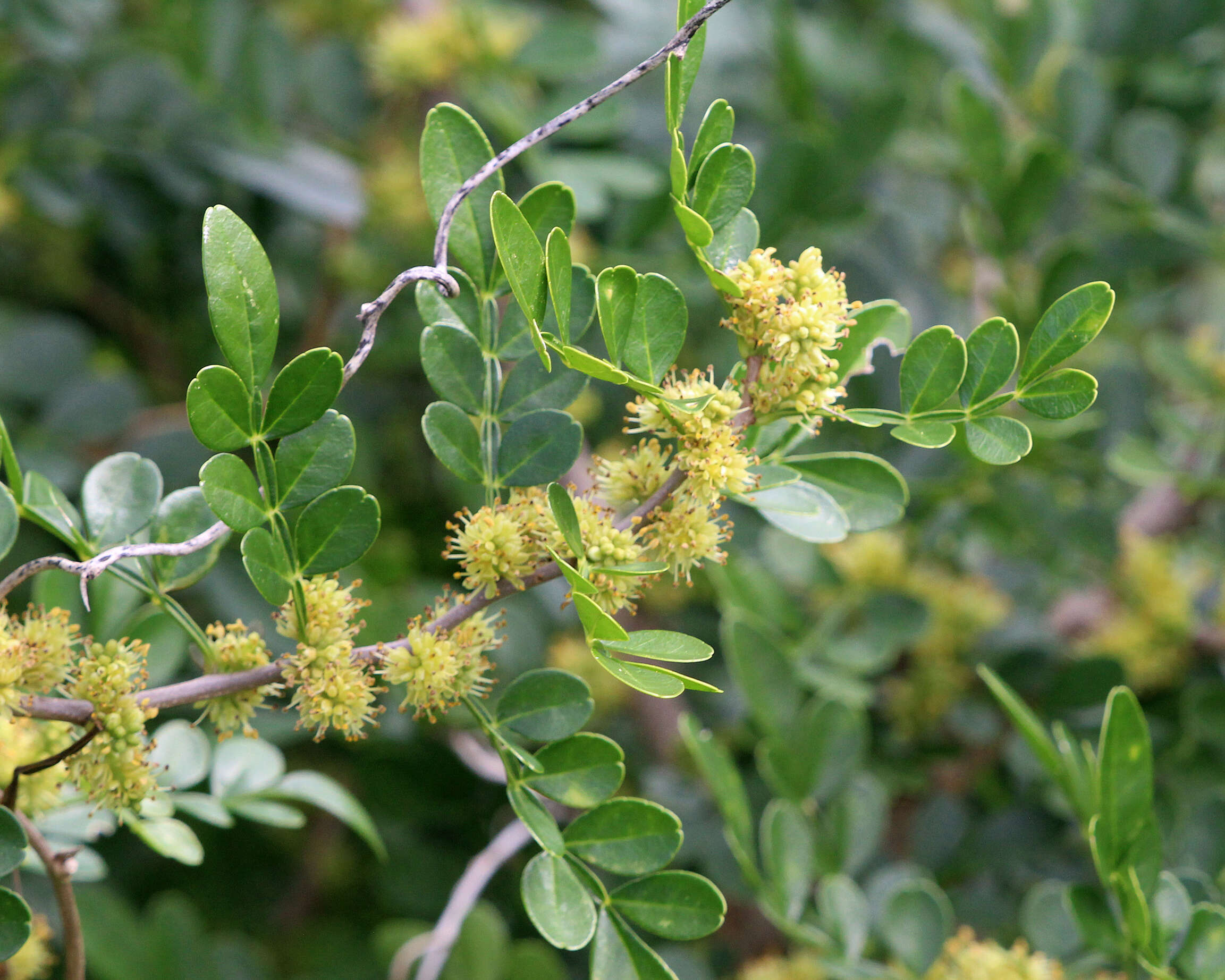 Image de Zanthoxylum fagara (L.) Sarg.