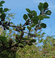 Image of Shrubby Birch