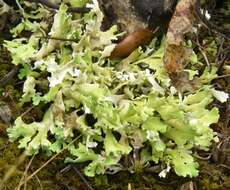 Image of Cladonia foliacea (Huds.) Willd.