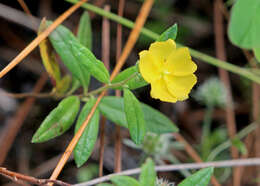 Imagem de Crocanthemum corymbosum (Michx.) Britt.