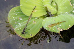 Image of Rambur's Forktail