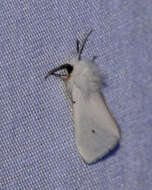 صورة Spilosoma virginica Fabricius 1798