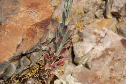 Image of perennial rockcress