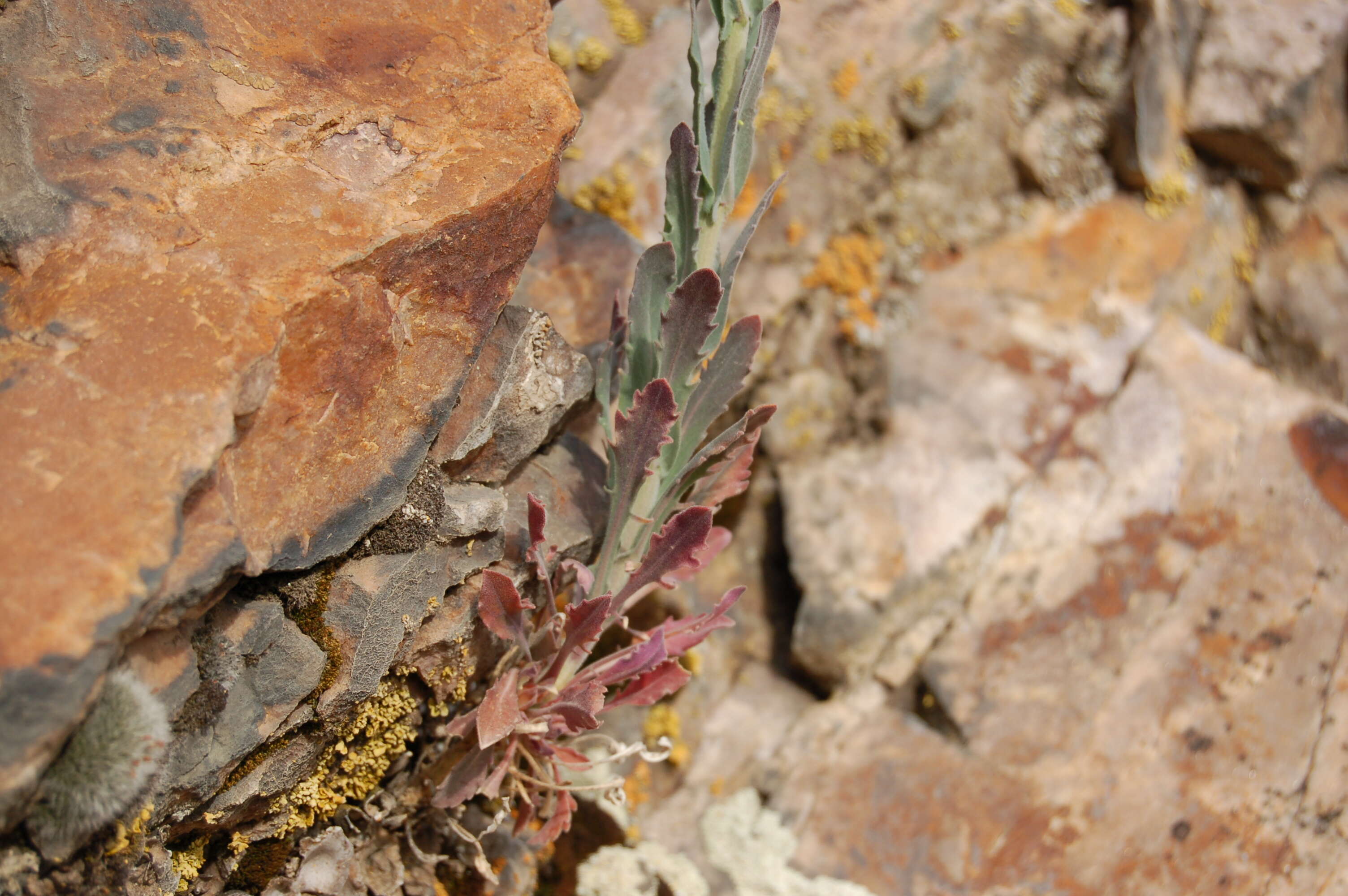 Image of perennial rockcress