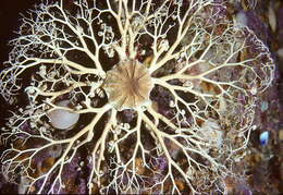 Image of northern basket star