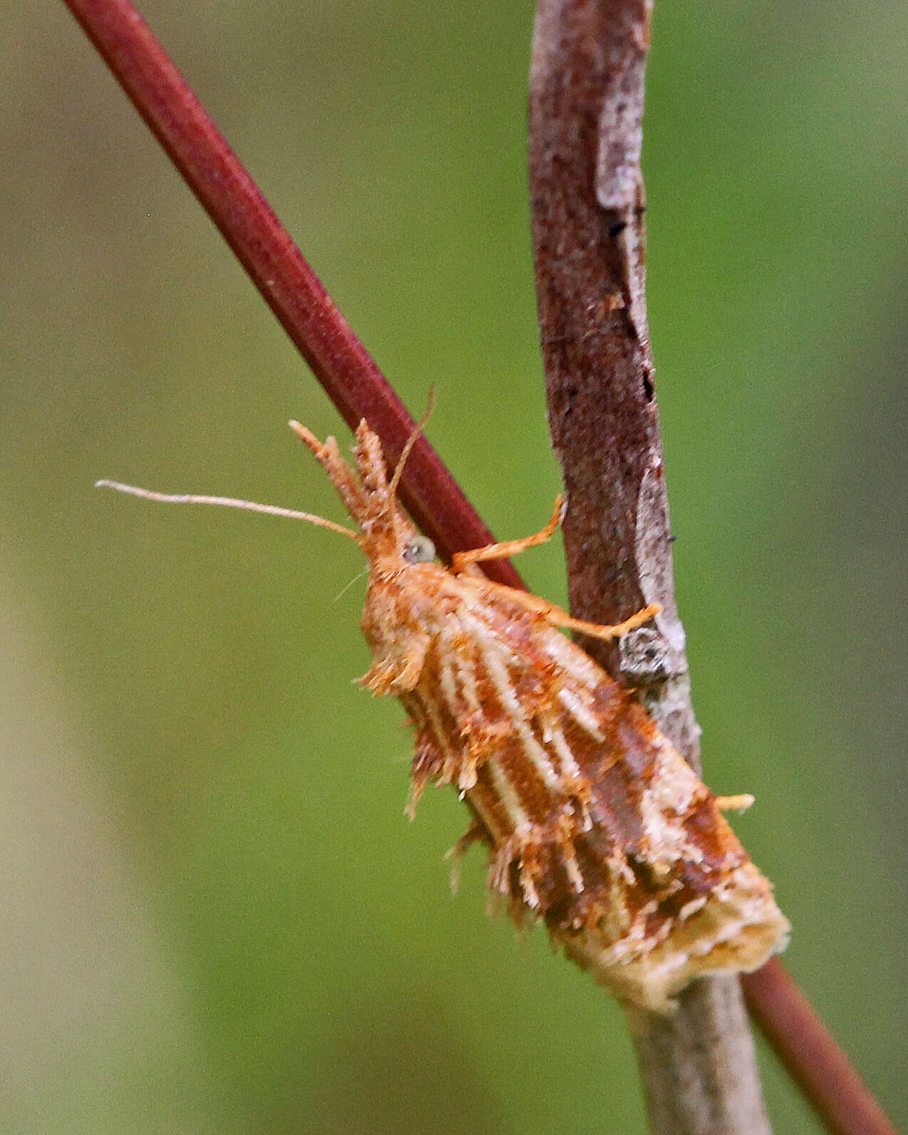 Plancia ëd Niasoma