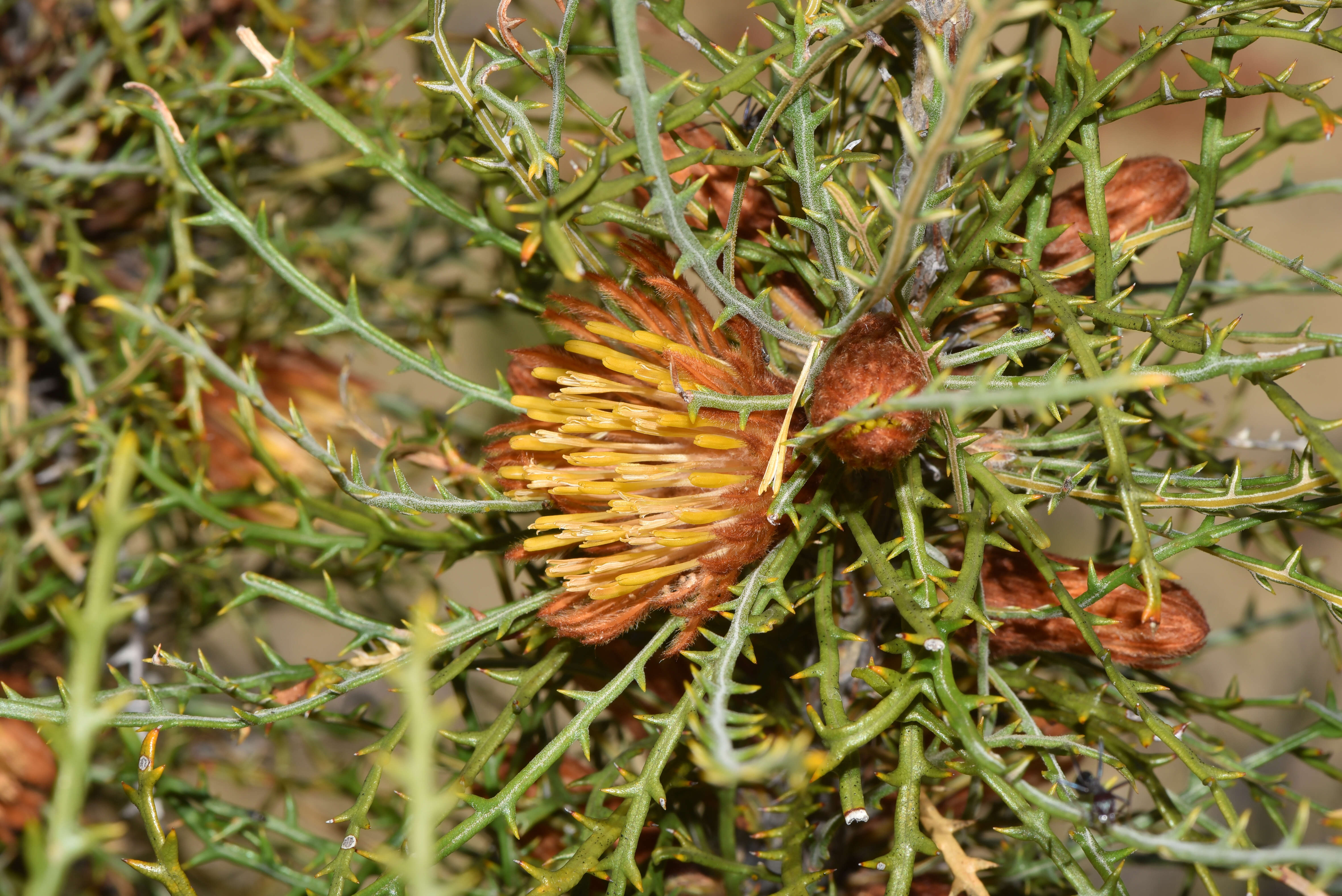 Imagem de Banksia horrida (Meissn.) A. R. Mast & K. R. Thiele