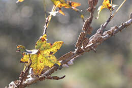 Image of American Sweetgum