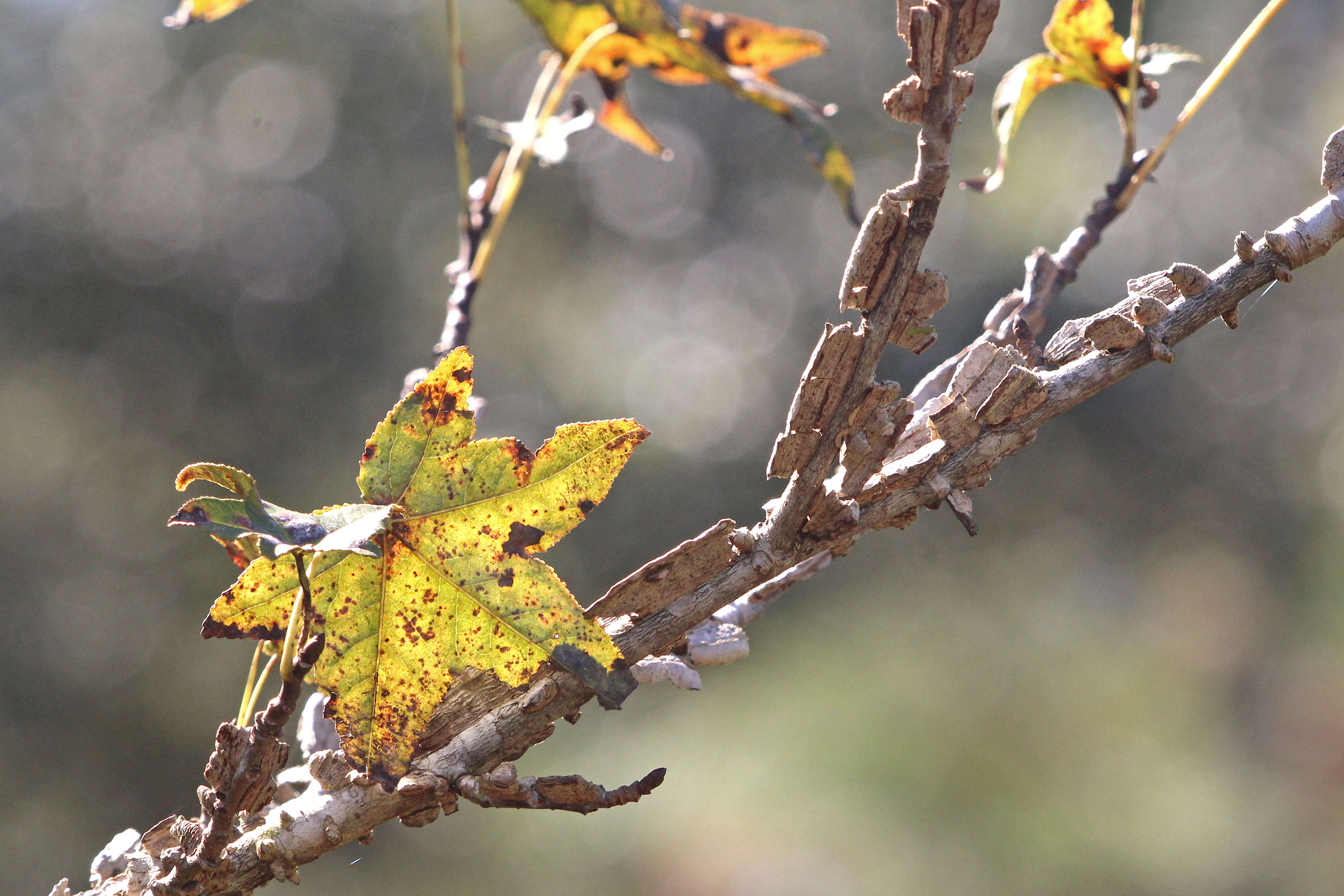 Image of American Sweetgum