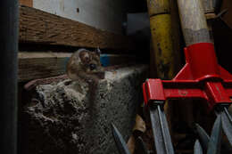 Image of White-footed Deermouse