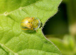 صورة Gratiana boliviana Spaeth 1926