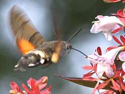 Imagem de Macroglossum stellatarum (Linnaeus 1758)